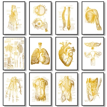 Arany Izom Láb Bone Wall Art Poszter Szív Anatómiai Csontváz Vászon Festmény Nyomtatás Skandináv Stílusú Képek a Doctor Irodai Dekoráció